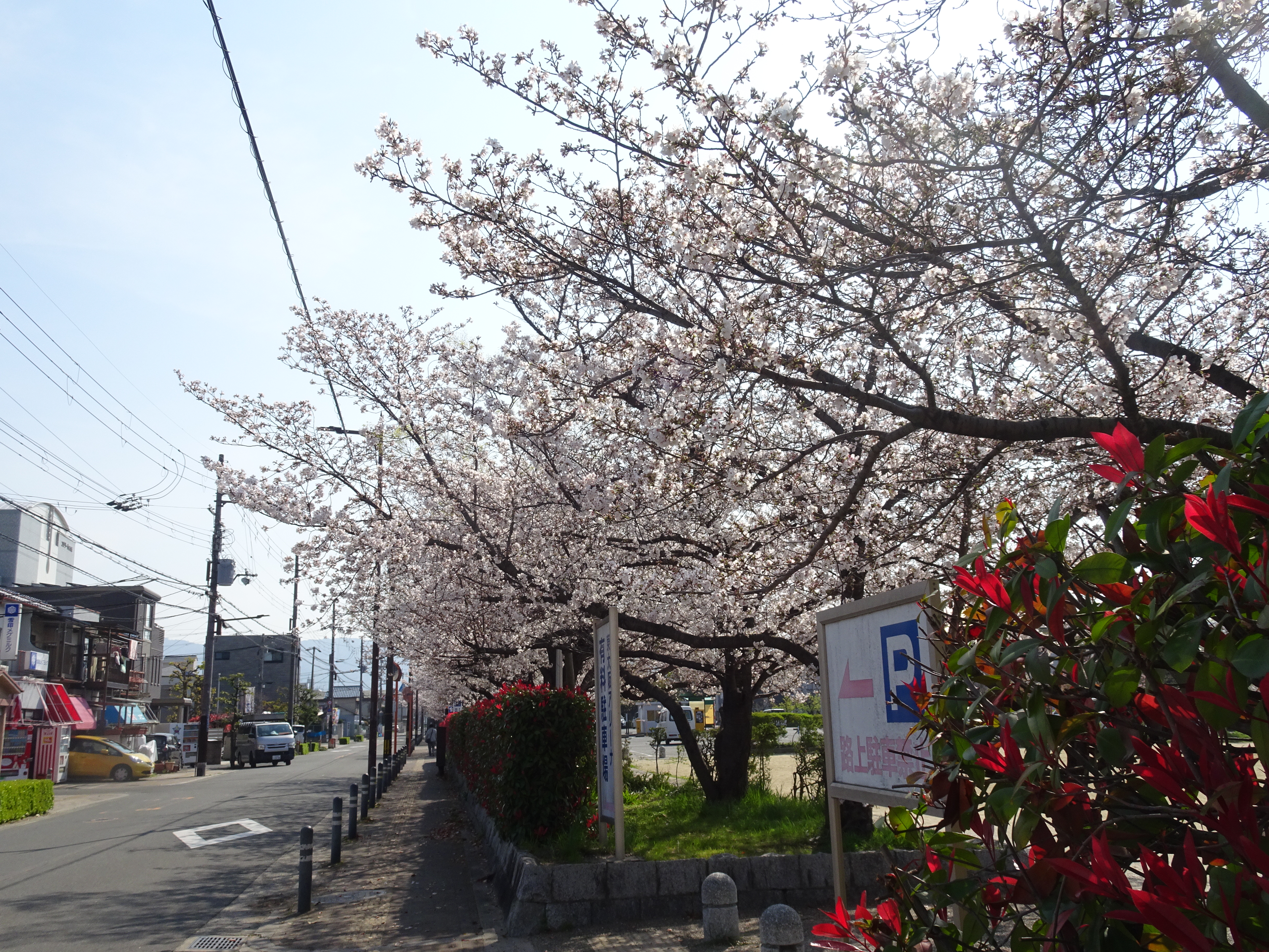 八戸ノ里公園の桜が満開です